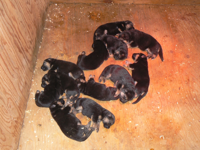 Publication : d'Il-Ha-Gwilun