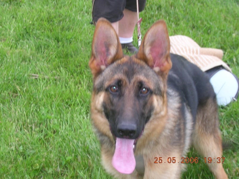 Publication : d'Il-Ha-Gwilun