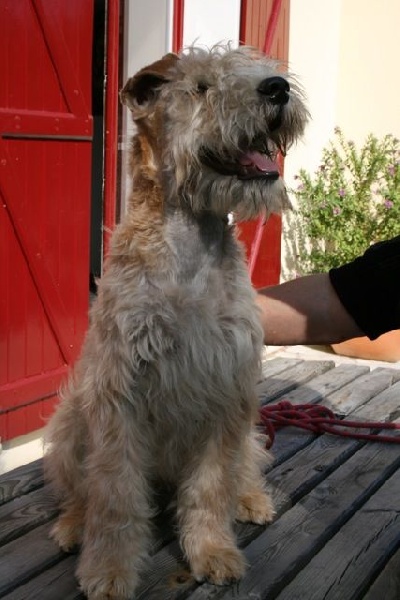 CH. Jabadao du Clan des Harfangs - Très prometteur- classe baby