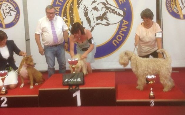 CH. Jabadao du Clan des Harfangs - 1er Excellent CACS - Meilleur de Race - 3eme des Terriers