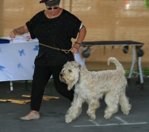 CH. Jabadao du Clan des Harfangs - 1er Excellent - Classe ouverte