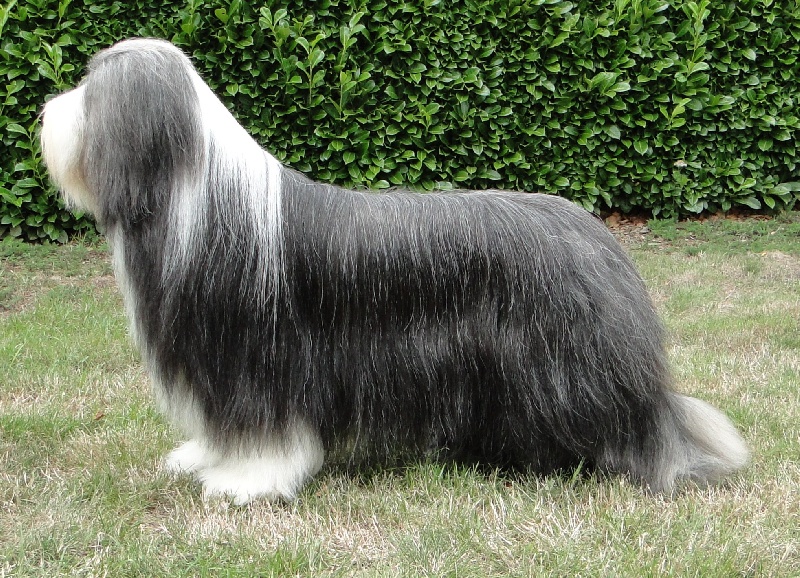 CH. lum-bi-ni hopeful Famous