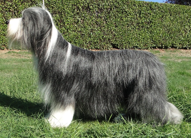 CH. lum-bi-ni hopeful Famous
