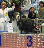 CH. in vogue island Come to look at me - classe champion: 1st excellent, CACIB, BOB, goup 3