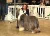 CH. in vogue island Come to look at me - Classe Champion: 1er exc CACIB