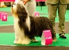 CH. in vogue island Come to look at me - classe champion: 2eme excellent RCACIB
