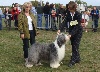 CH. in vogue island Come to look at me - Classe Champion:  1er exc, coup de coeur (best in show)
