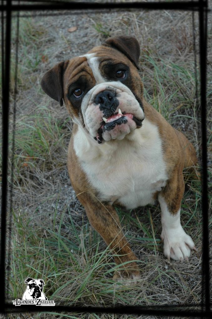 Publication : Des legendes de zazelle