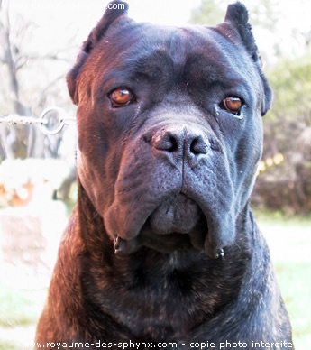 Publication : Degli elmi