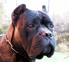 Publication : Degli elmi