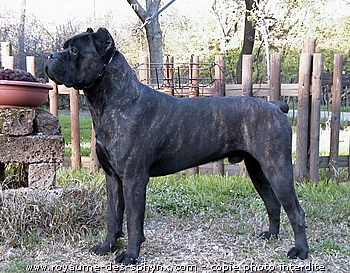 Publication : Degli elmi