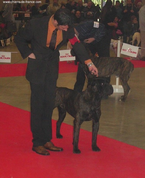 Publication : Degli elmi