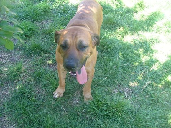 Publication : Of Fazenda dos Amigos da Vida Auteur : Eva Dengler