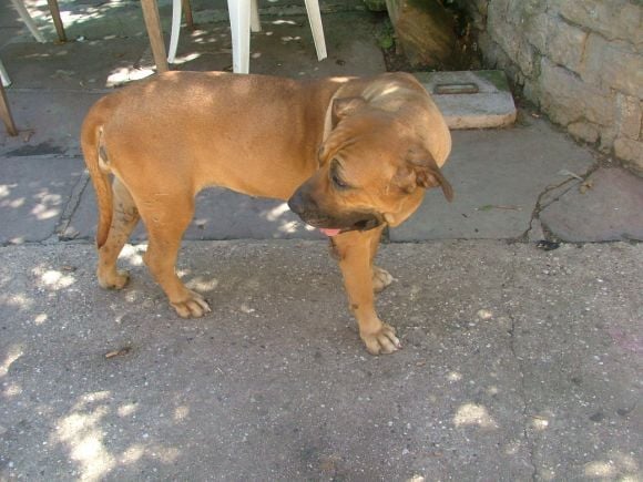 Publication : Of Fazenda dos Amigos da Vida Auteur : Eva Dengler