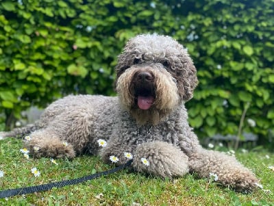 De la forêt des hauts de galgals