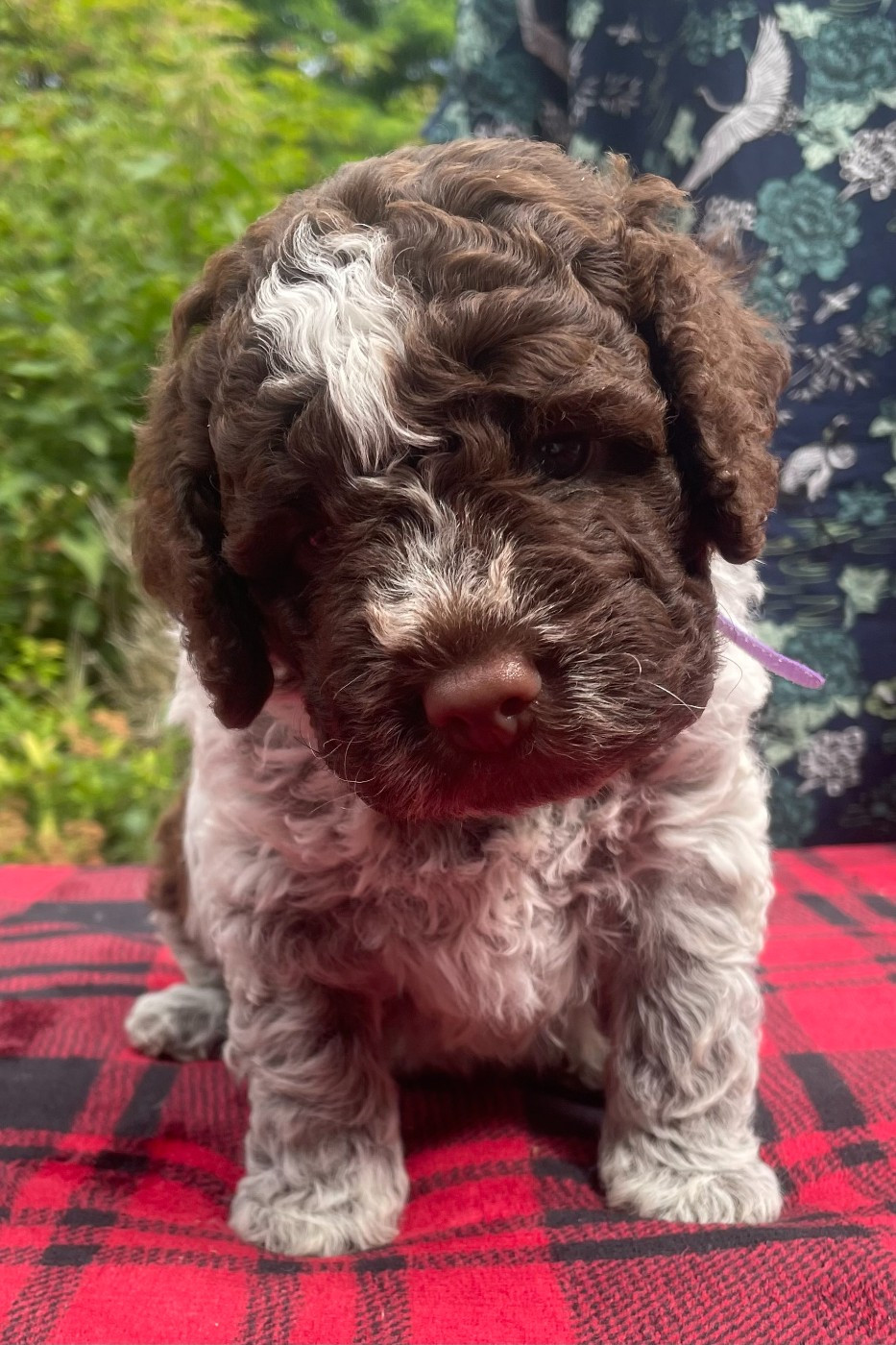 Chiot mâle collier violet
