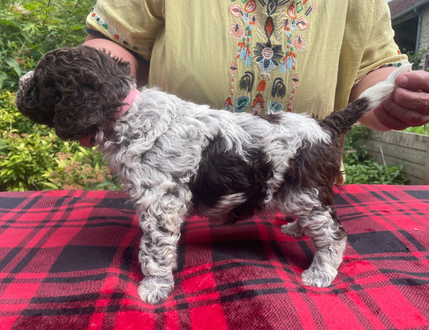 Chiot mâle Collier rose