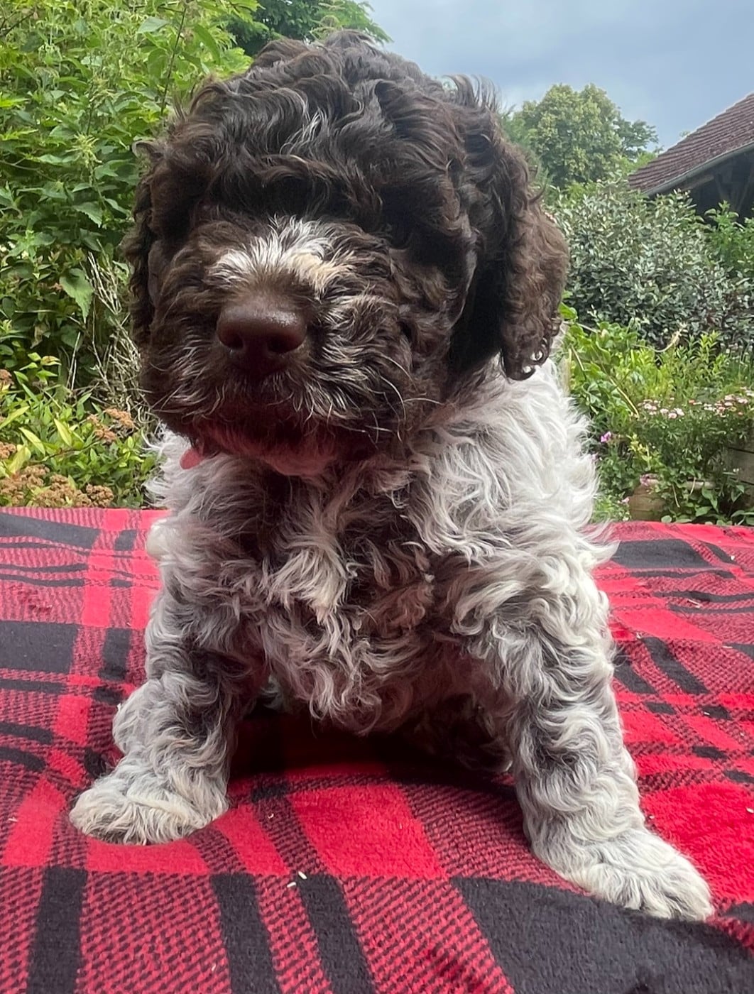 Chiot mâle Collier rose