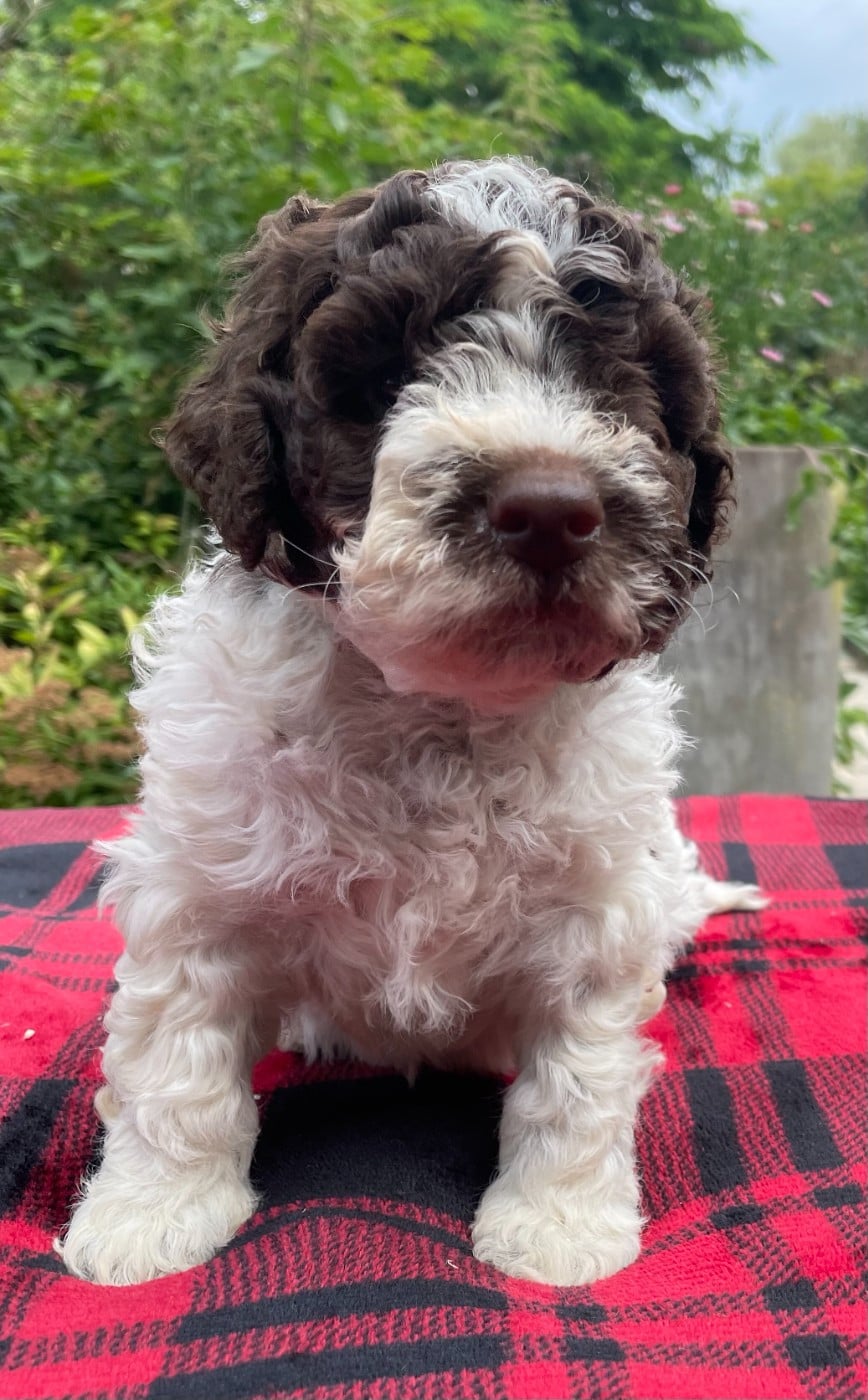 Chiot femelle collier vert