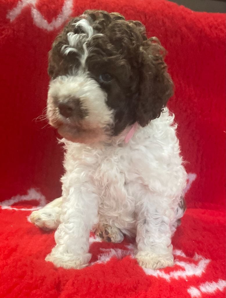 Femelle blanc-marron