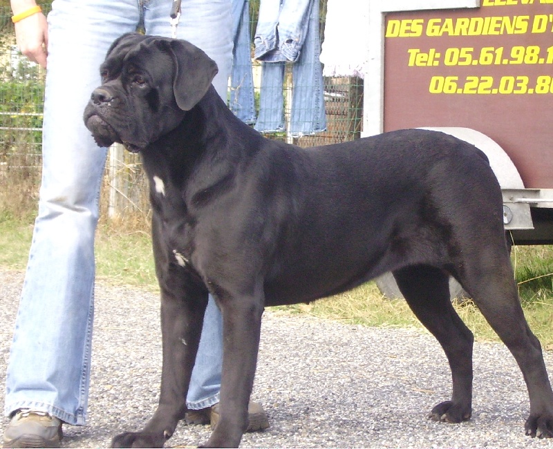 Publication : des gardiens d'Ecosse