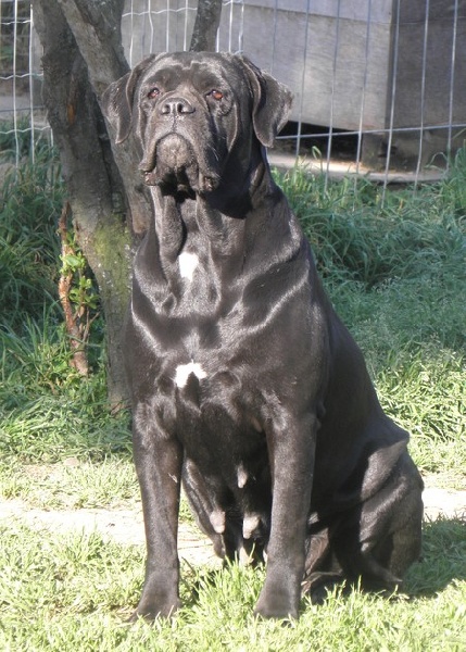 Publication : des gardiens d'Ecosse