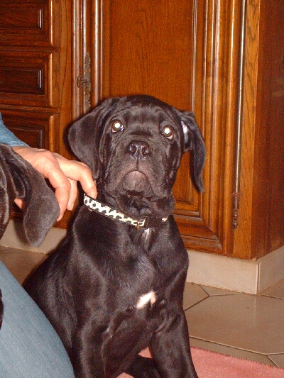 Publication : des gardiens d'Ecosse