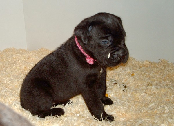 Publication : des gardiens d'Ecosse