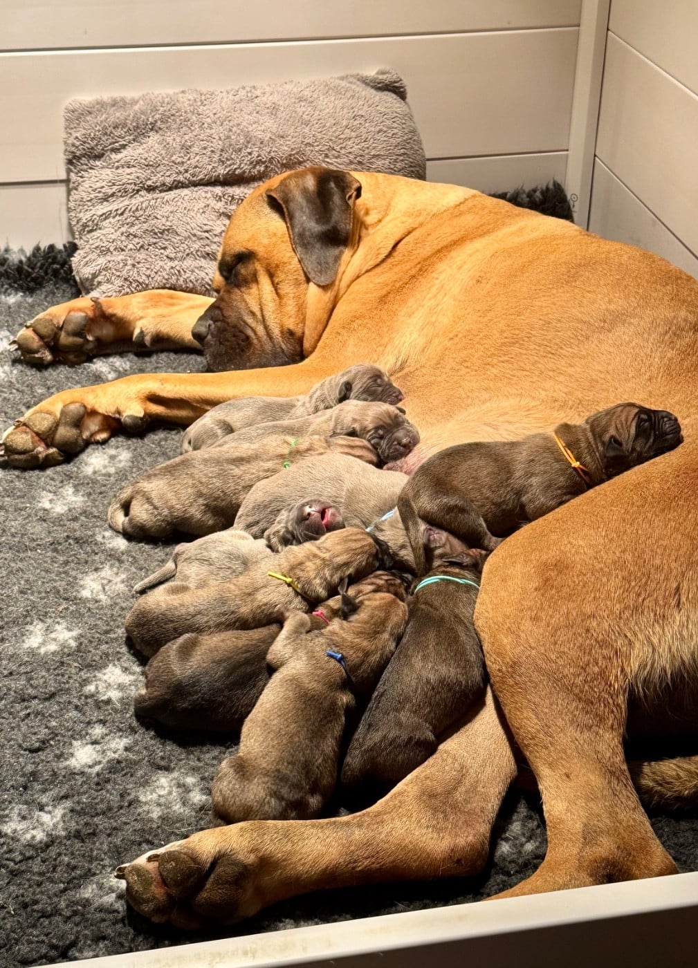 CHIOT 3 - Cane Corso