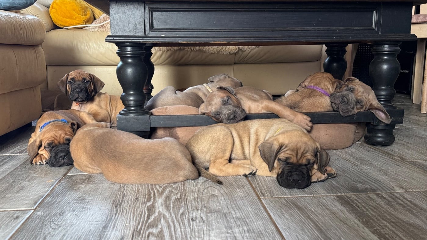 Cane Corso - des gardiens d'Ecosse