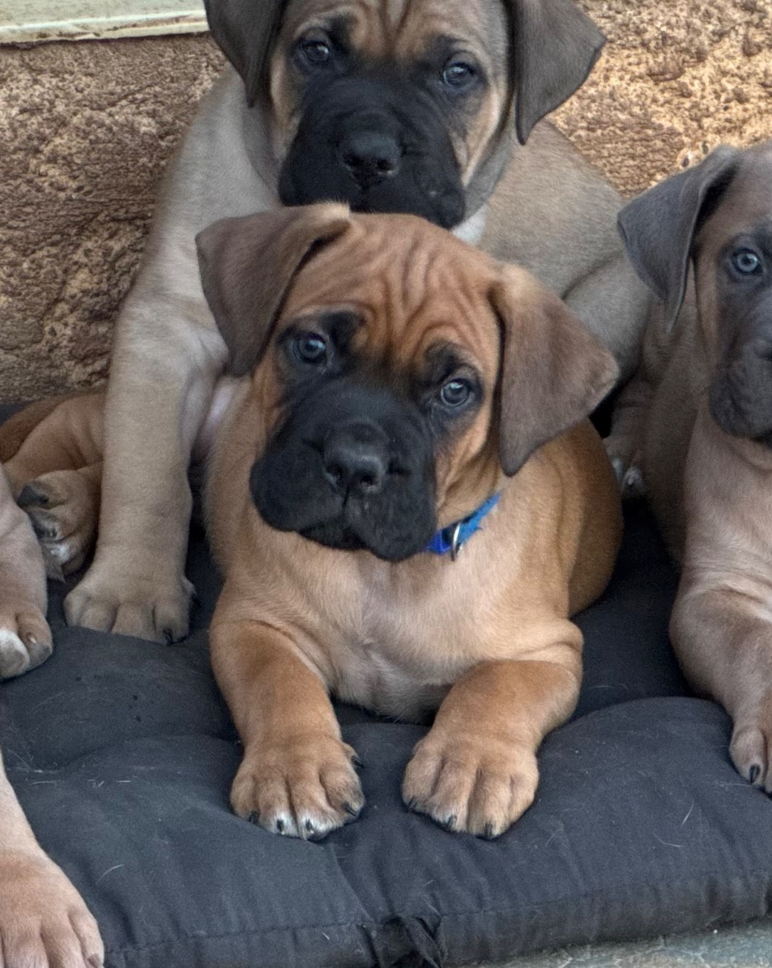Bronx - Cane Corso