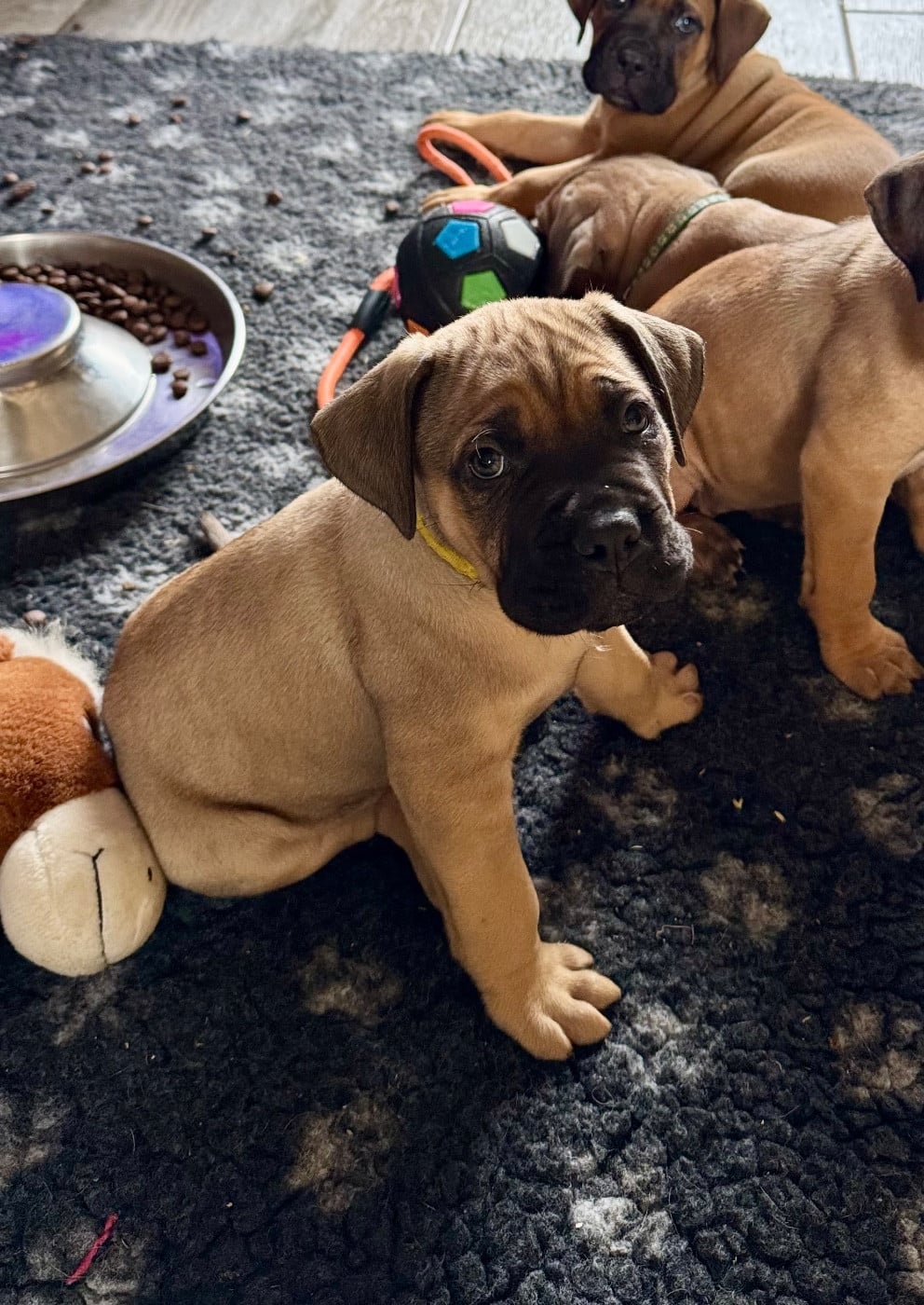 Blaxter - Cane Corso