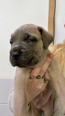 Les chiots de Cane Corso
