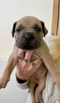 Les chiots de Cane Corso