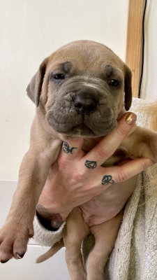 Les chiots de Cane Corso