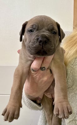 Les chiots de Cane Corso
