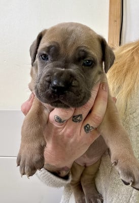 Les chiots de Cane Corso