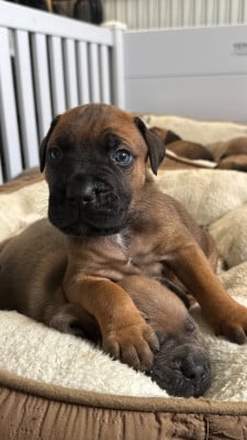 Les chiots de Cane Corso