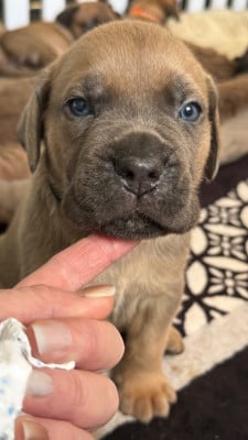 Les chiots de Cane Corso