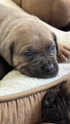 Les chiots de Cane Corso