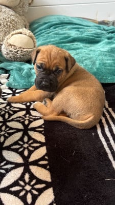 Les chiots de Cane Corso