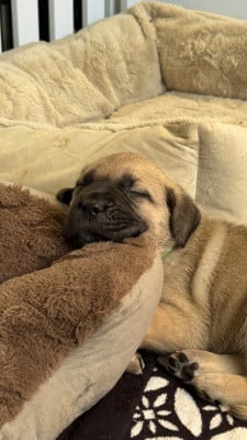Les chiots de Cane Corso