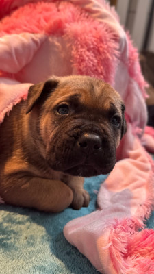 Les chiots de Cane Corso