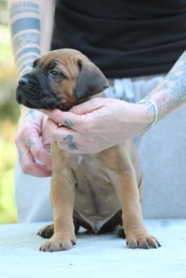 Les chiots de Cane Corso