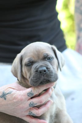 Les chiots de Cane Corso