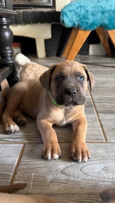 Les chiots de Cane Corso