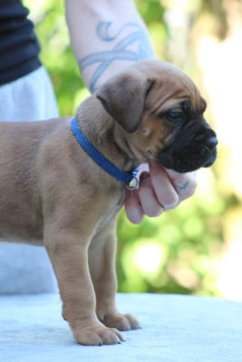 Les chiots de Cane Corso