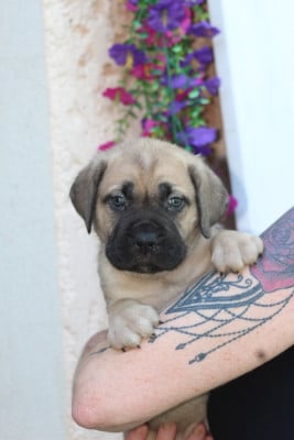 Les chiots de Cane Corso