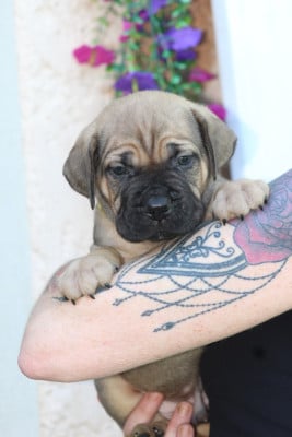 Les chiots de Cane Corso
