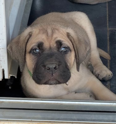 Les chiots de Cane Corso